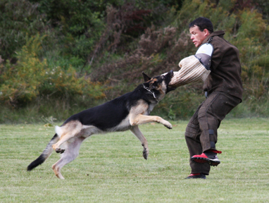 Aragorn zu Treuen Handen IPO3 SchH3 catch